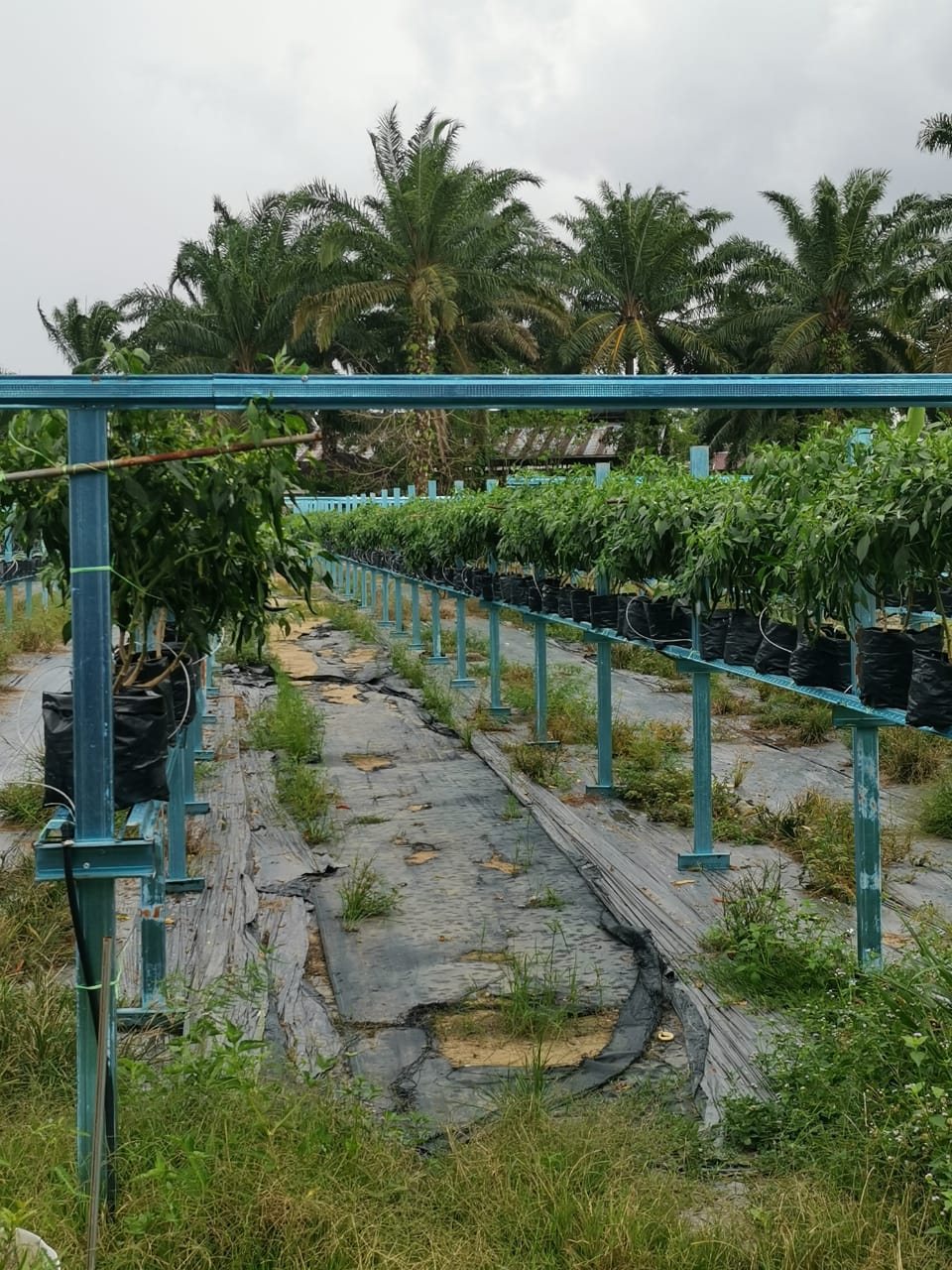 LAWATAN TAPAK FERTIGASI KE PULAU RUMPUT & BUKIT KENAU